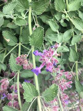 Image of Nepeta faassenii Bergmans ex Stearn