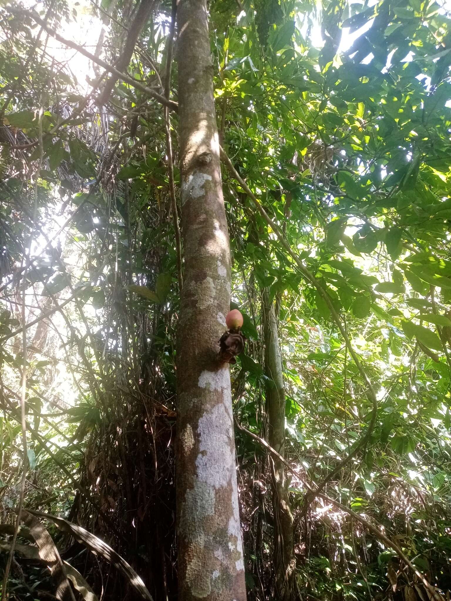 Plancia ëd Brownea macrophylla Linden