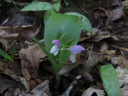 Plancia ëd Galearis spectabilis (L.) Raf.