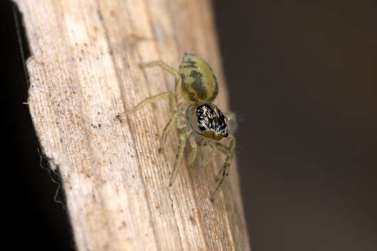 Phintella castriesiana (Grube 1861) resmi