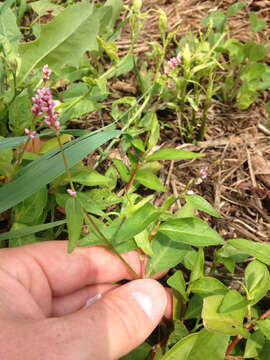 صورة Persicaria longiseta (De Bruyn) Kitagawa