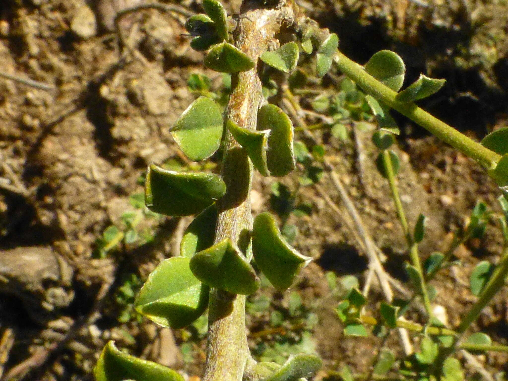 Plancia ëd Podalyria microphylla E. Mey.