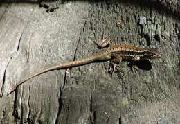 Image of Painted Tree Iguana