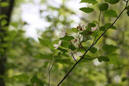 Plancia ëd Malus coronaria (L.) P. Mill.