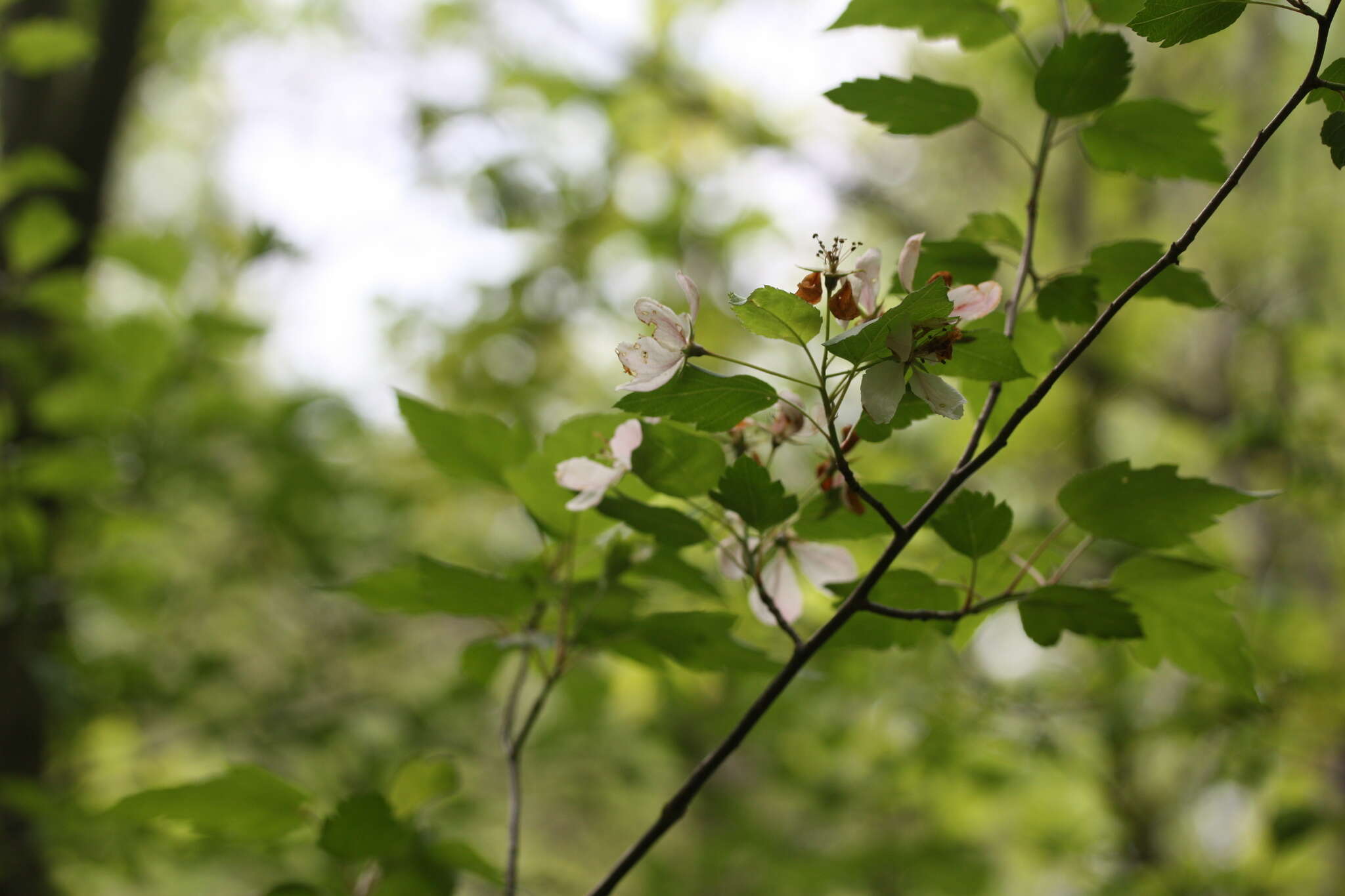 Plancia ëd Malus coronaria (L.) P. Mill.