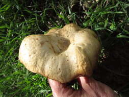 Image of Clitocybe brunneocephala H. E. Bigelow 1982