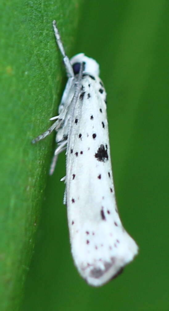 Image of black-tipped ermine