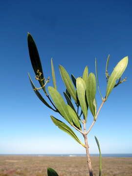 Image of Olea exasperata Jacq.