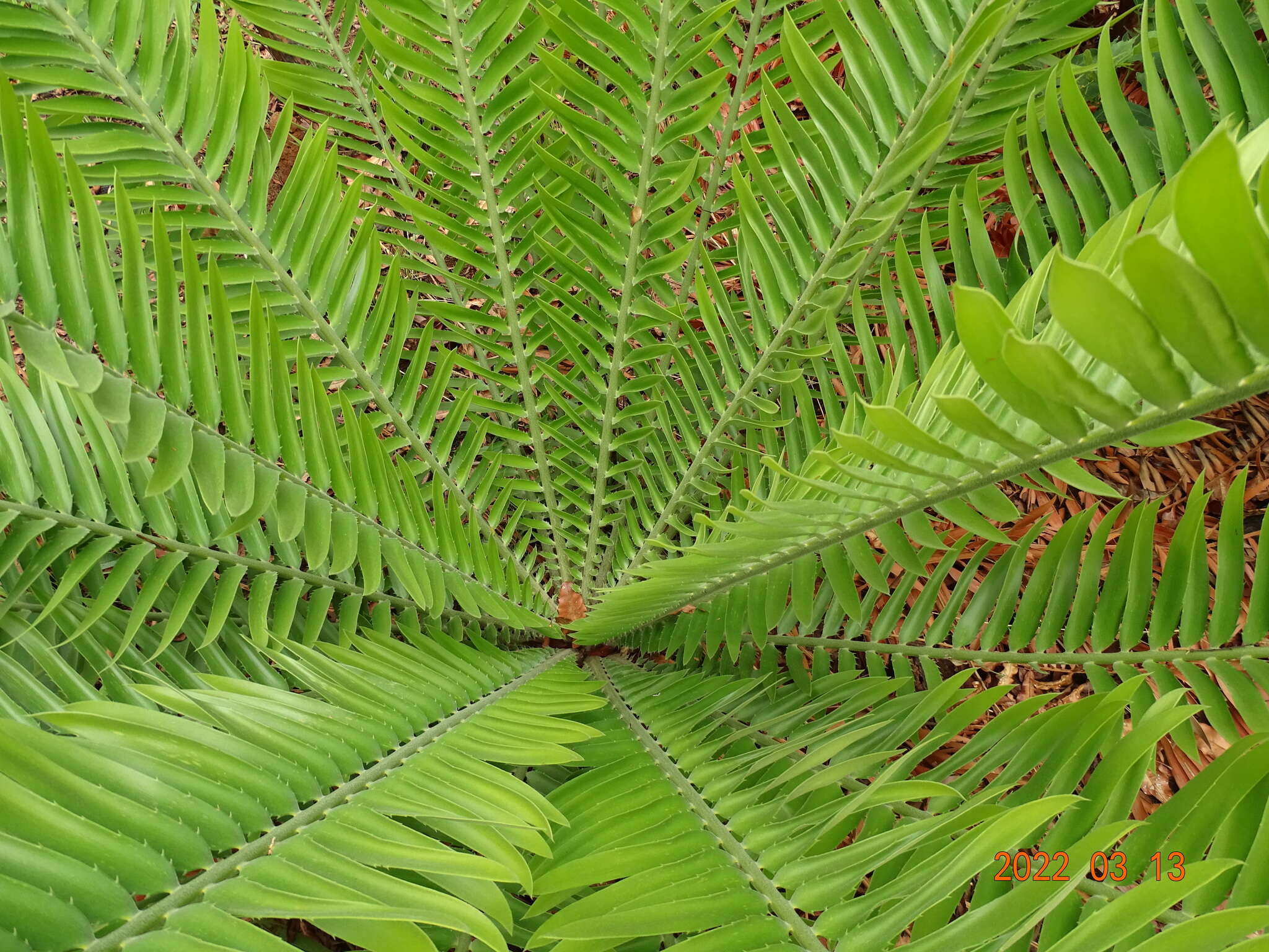 Image of Nile Cycad