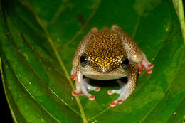 Image of Dotted Reed Frog