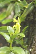 Image of Epidendrum barbeyanum Kraenzl.