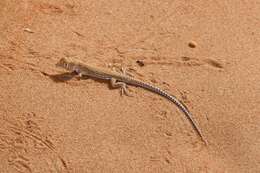 Image of Schmidt's Fringe-toed Lizard