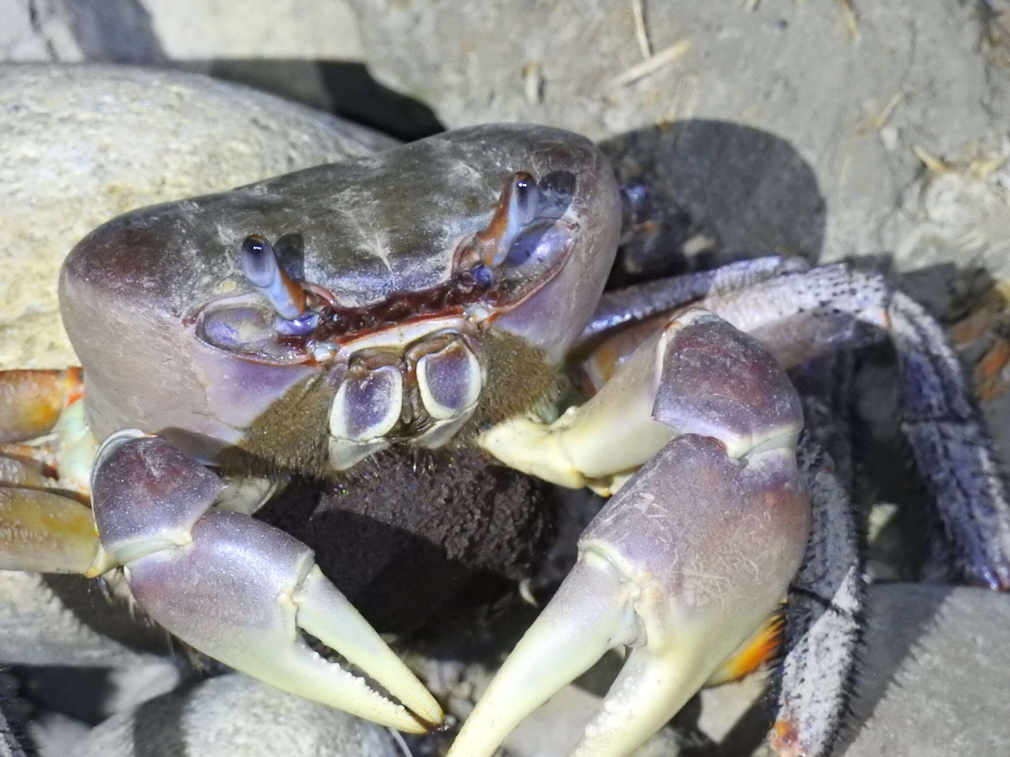 Image of brown land crab