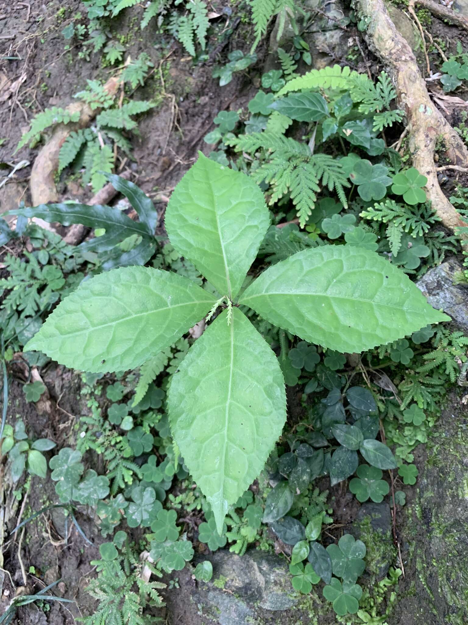 Image of Chloranthus oldhamii Solms