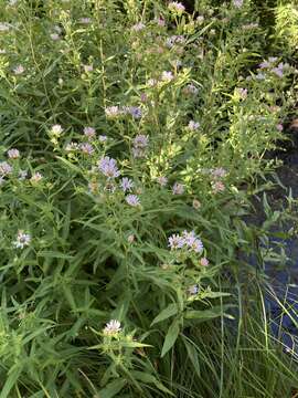 Image of Bracted American-Aster