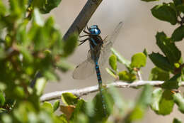 Image of Blue-eyed Darner