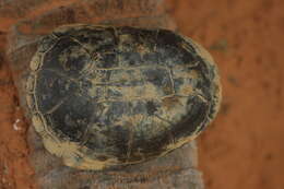 Image of Adanson's mud turtle