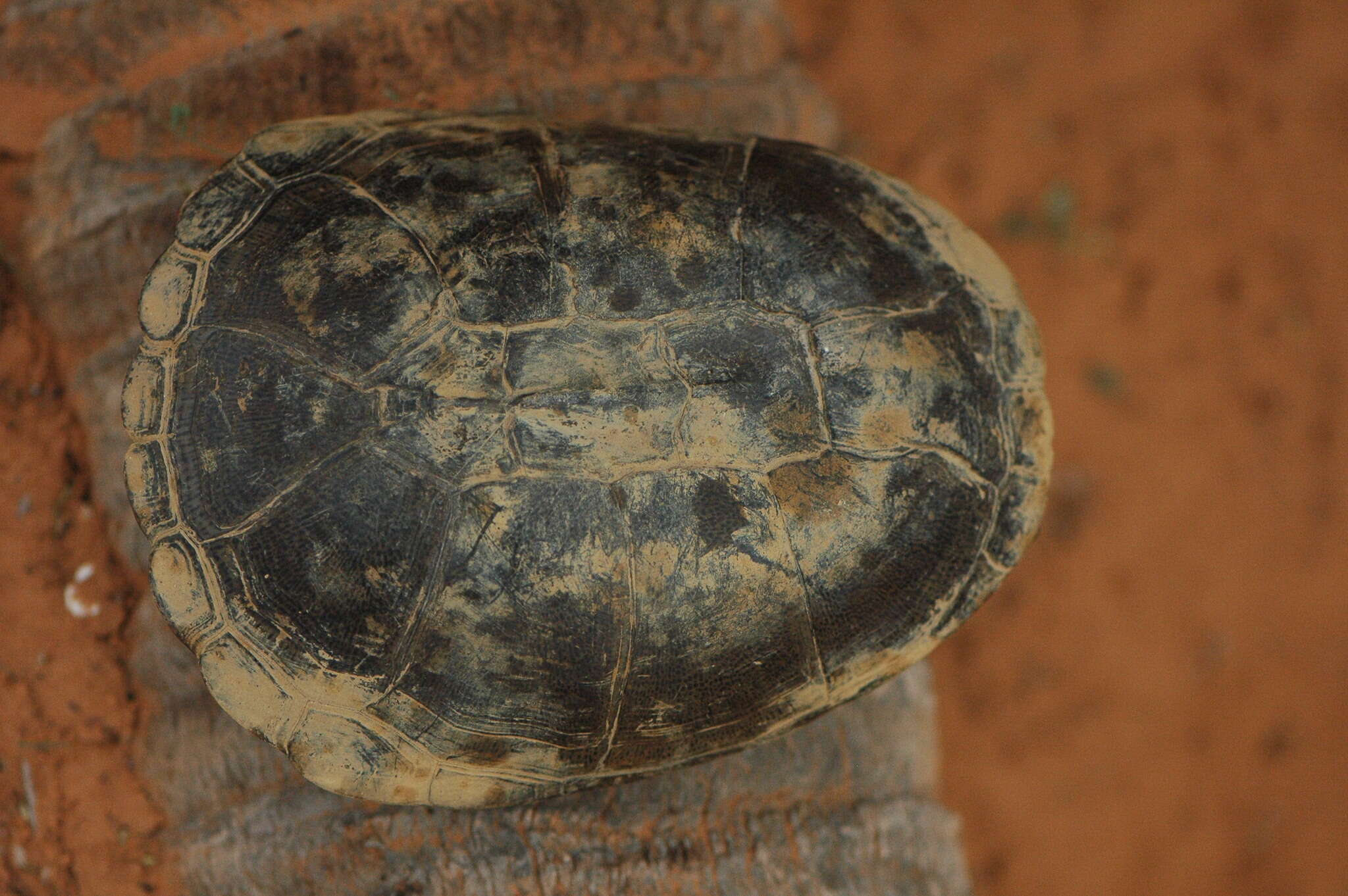 Image of Adanson's mud turtle