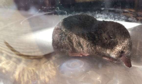 Image of Vagrant Shrew