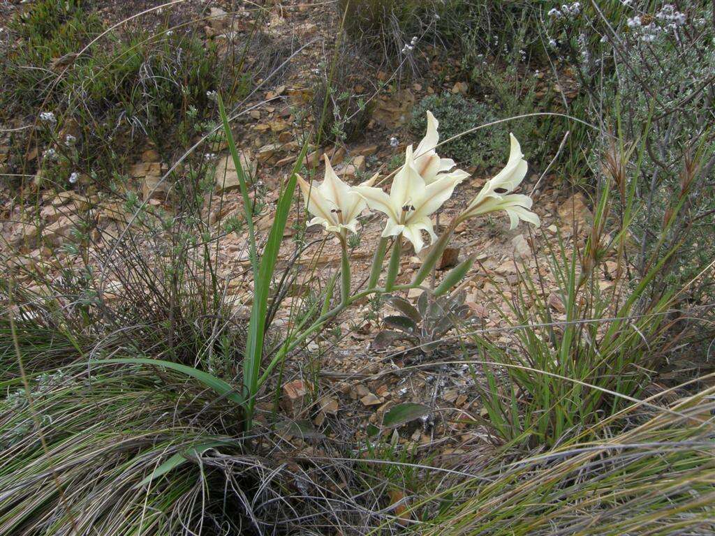 Imagem de Gladiolus floribundus Jacq.