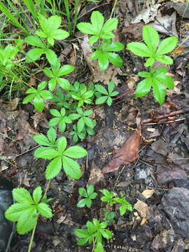 Image of common cinquefoil