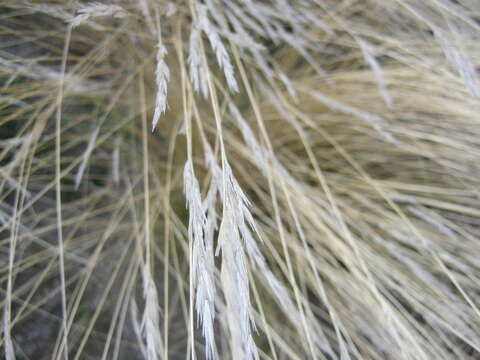 Image of Aristida junciformis subsp. junciformis