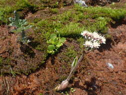 Imagem de Petasites frigidus subsp. frigidus