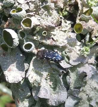 Image of Michaux's parmotrema lichen