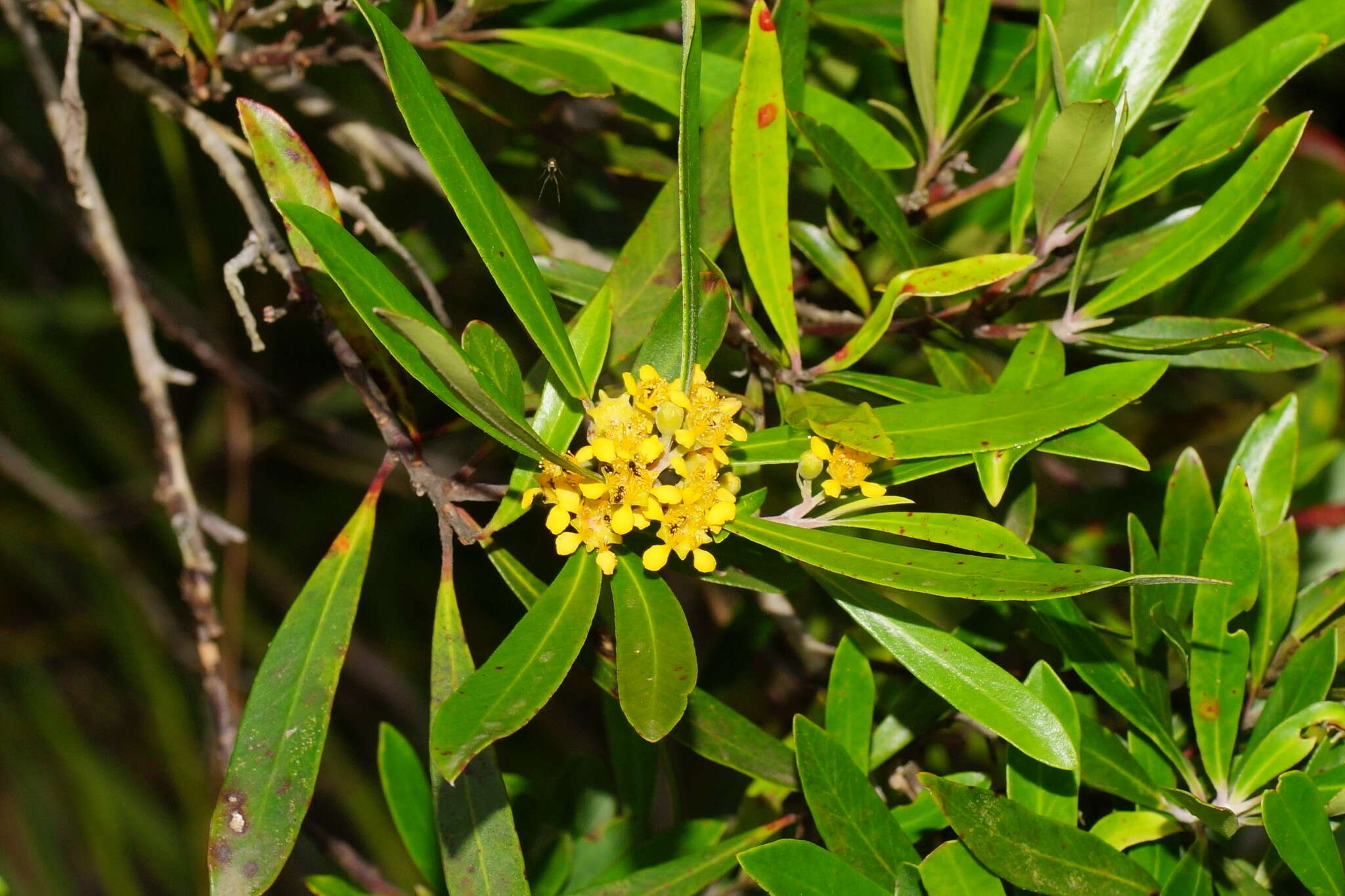 Tristaniopsis laurina (Sm.) P. G. Wilson & J. T. Waterhouse的圖片