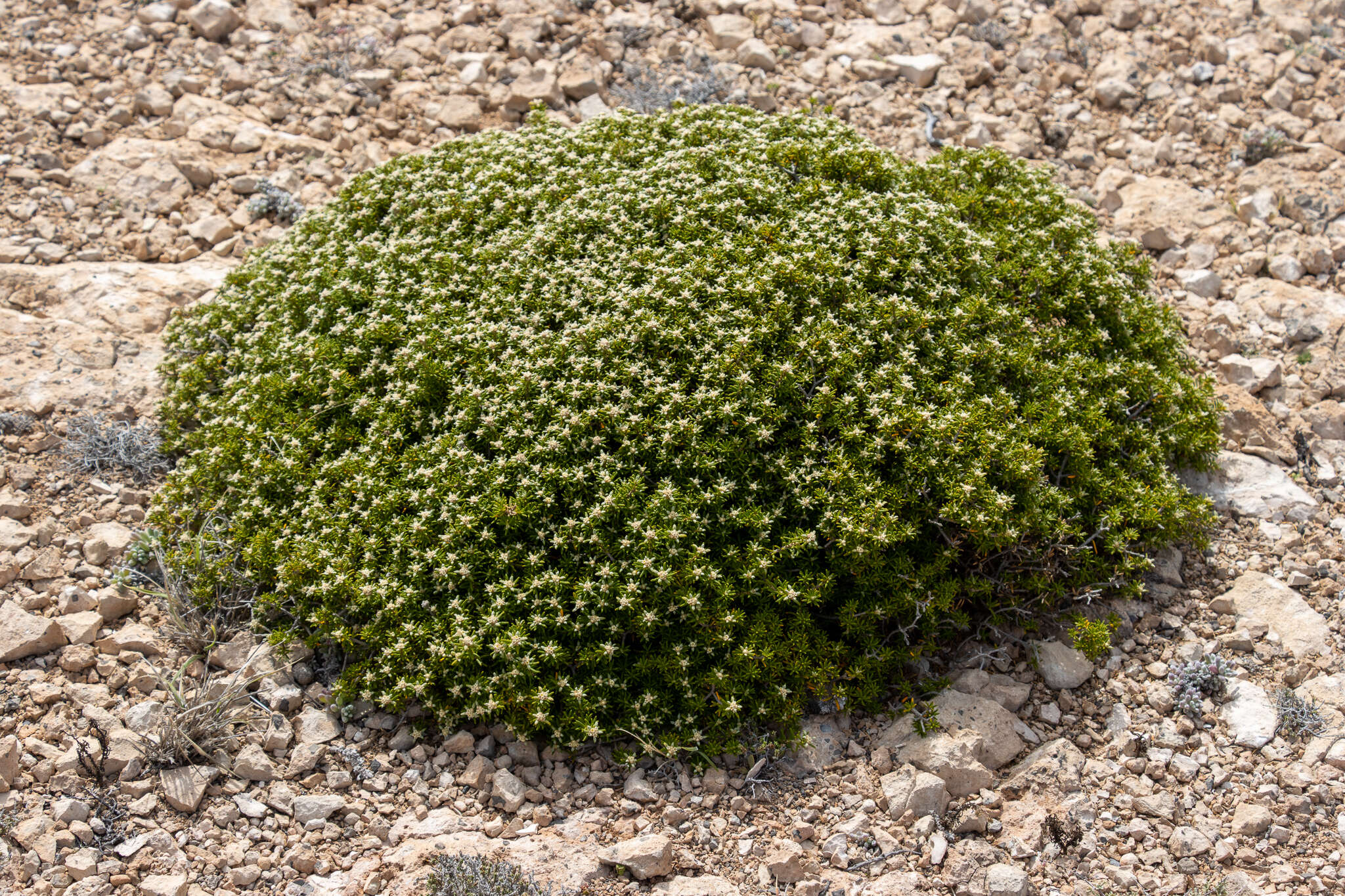 Image of Spyridium phylicoides Reiss.