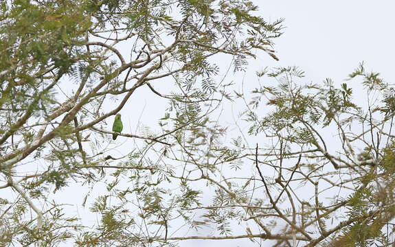 Image of Dusky-billed Parrotlet