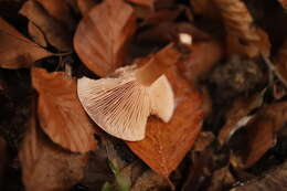 Image of Birch Milkcap