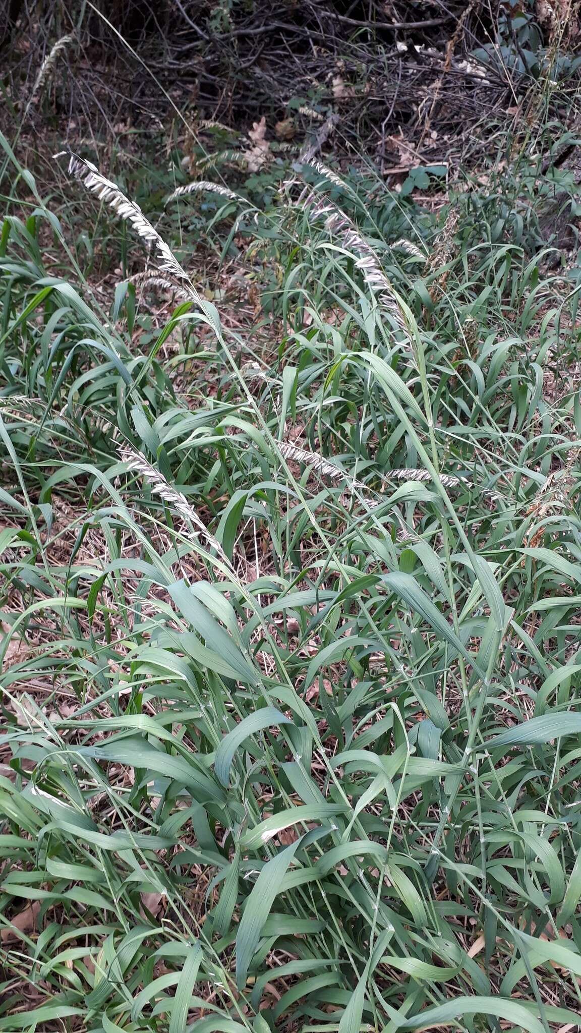 Image of Siberian melicgrass