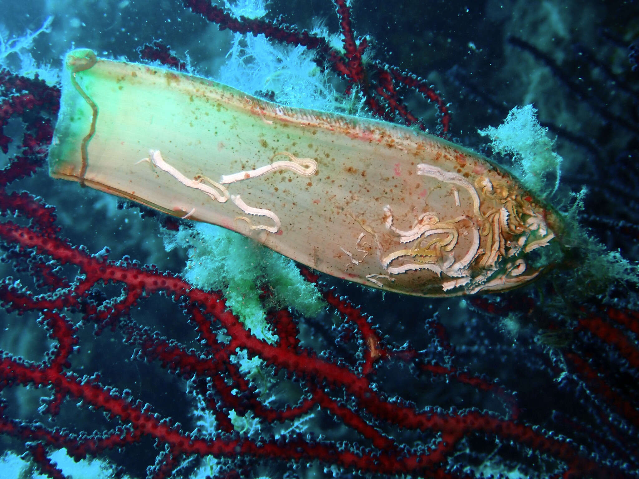 Image of Nursehound