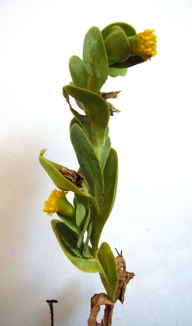 Image of Hertia alata (L. fil.) Kuntze