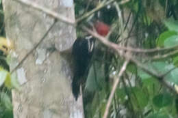 Image of Guayaquil Woodpecker