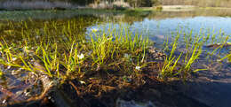 Image of Piedmont Quillwort