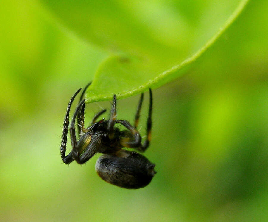 Image of Araneus nox (Simon 1877)