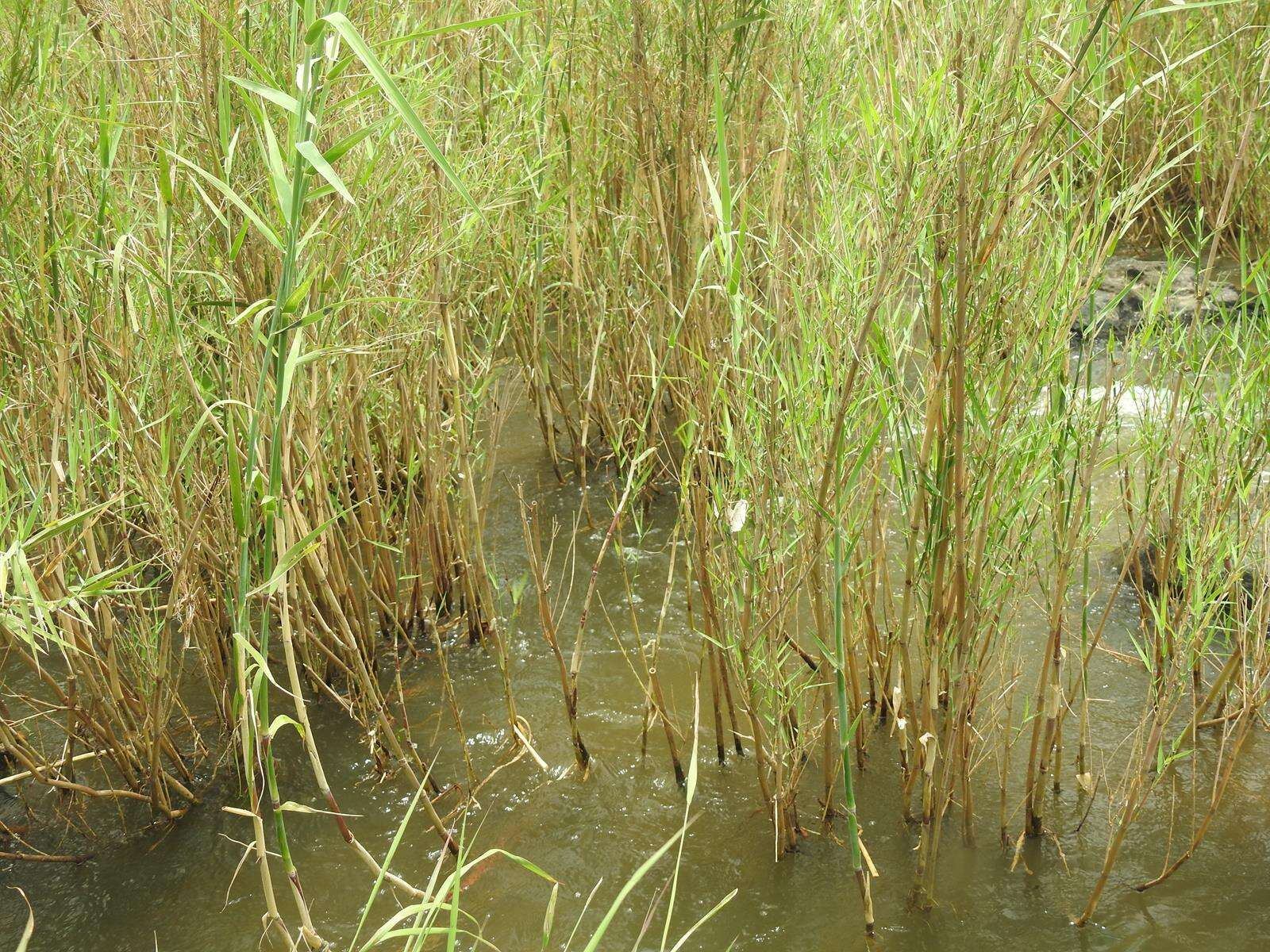 Image of Reed grass