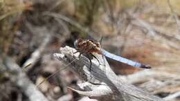 Image of Orthetrum azureum (Rambur 1842)