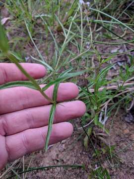 Imagem de Stachys hyssopifolia subsp. hyssopifolia