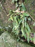 Image of Wispy umbrella orchid