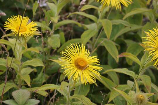 Image of Hooker's inula