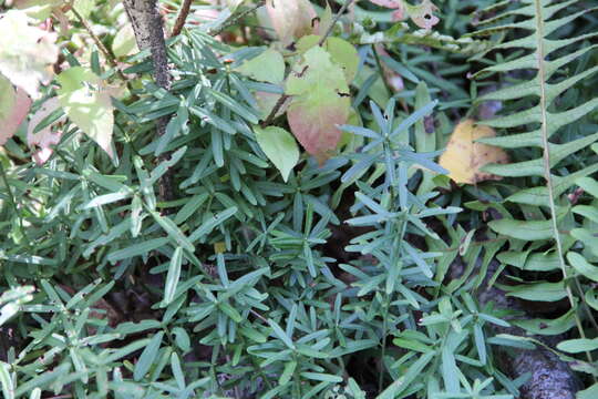 Image of dwarf euonymus