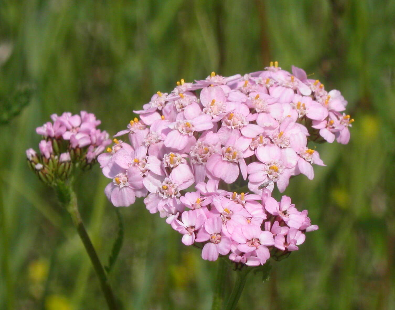 Image of Achillea obscura Nees