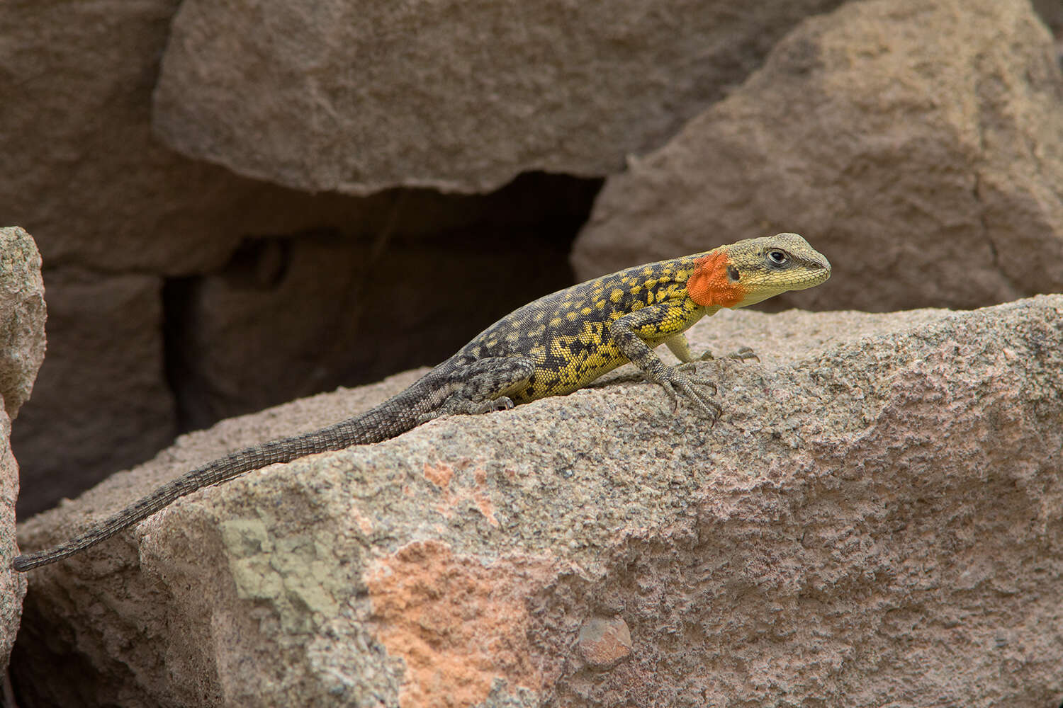 Image of Himalayan Agama