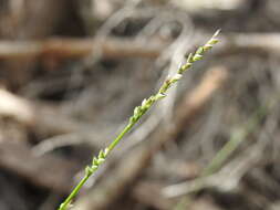 Image of spreading panicgrass