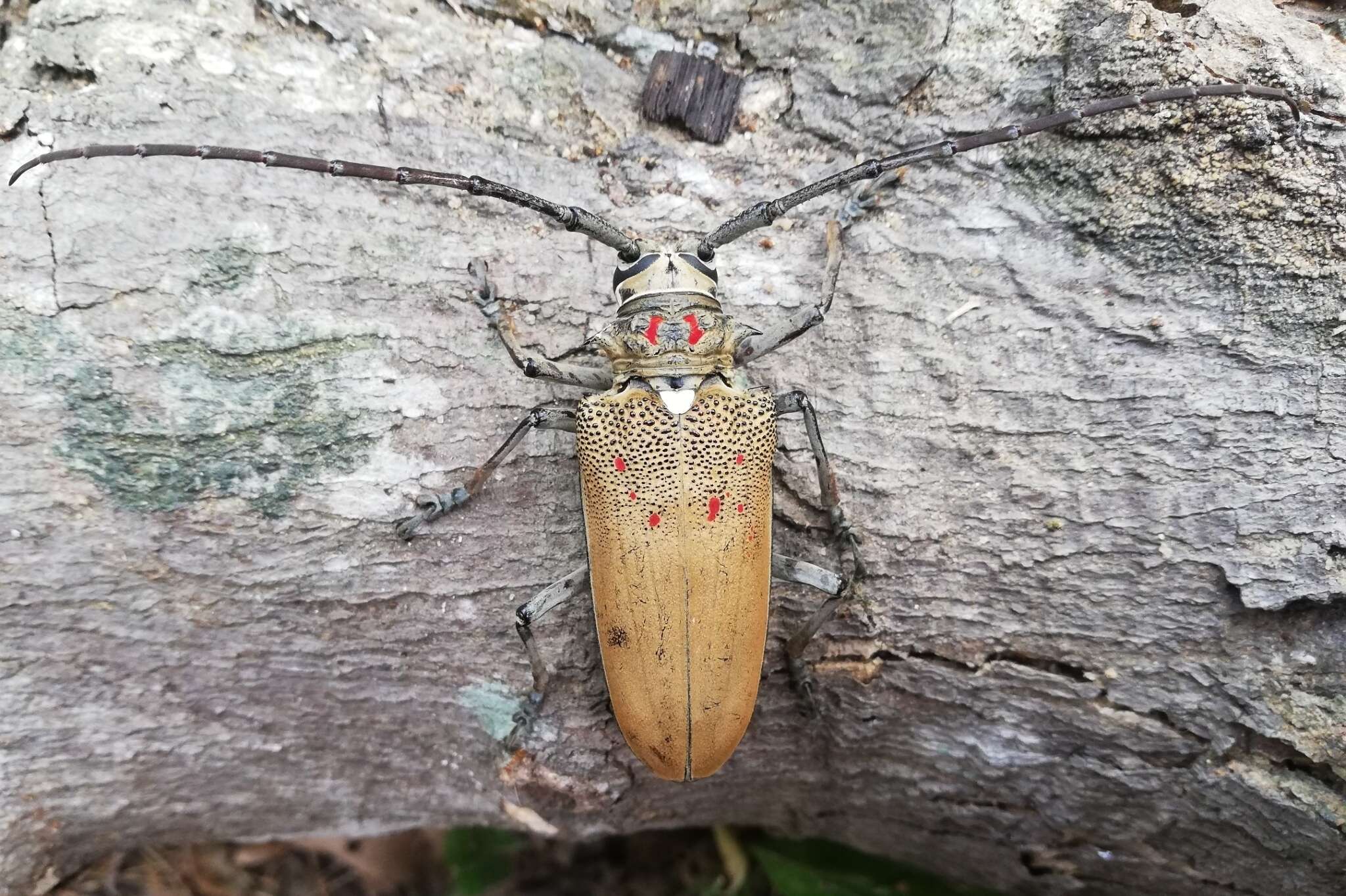 Image of Batocera rufomaculata (Degeer 1775)