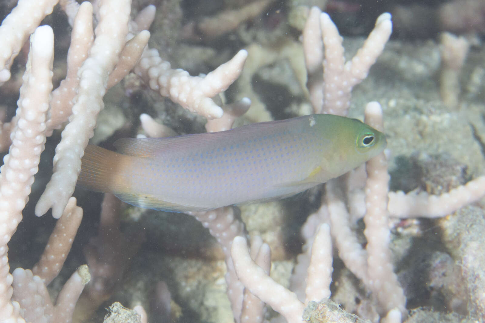 Image of Brown dottyback