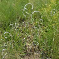 Harpochloa falx (L. fil.) Kuntze resmi